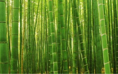 What Bamboo Teaches Us About Realizing Our Dreams